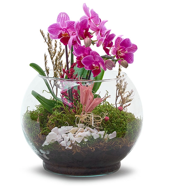 Kaktüs Cam Mini Orkide Teraryum